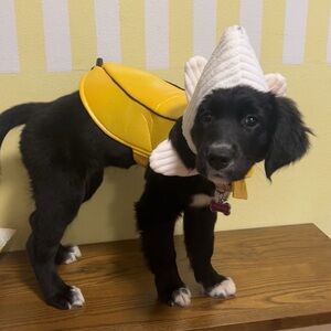 Pet Banana Costume